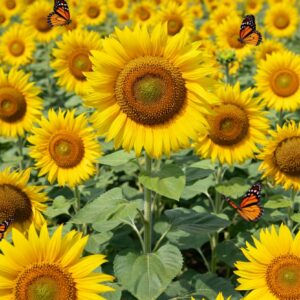 Sunflowers And Butterflies - Download